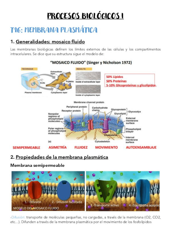 Miniatura del documento T16-Membrana-plasmatica.pdf