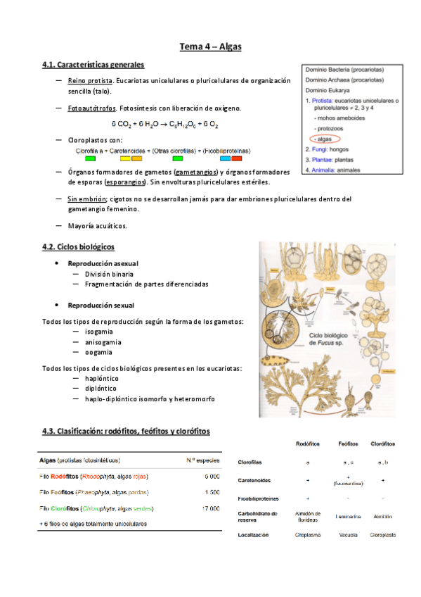 Miniatura del documento Tema-4A-botanica.pdf