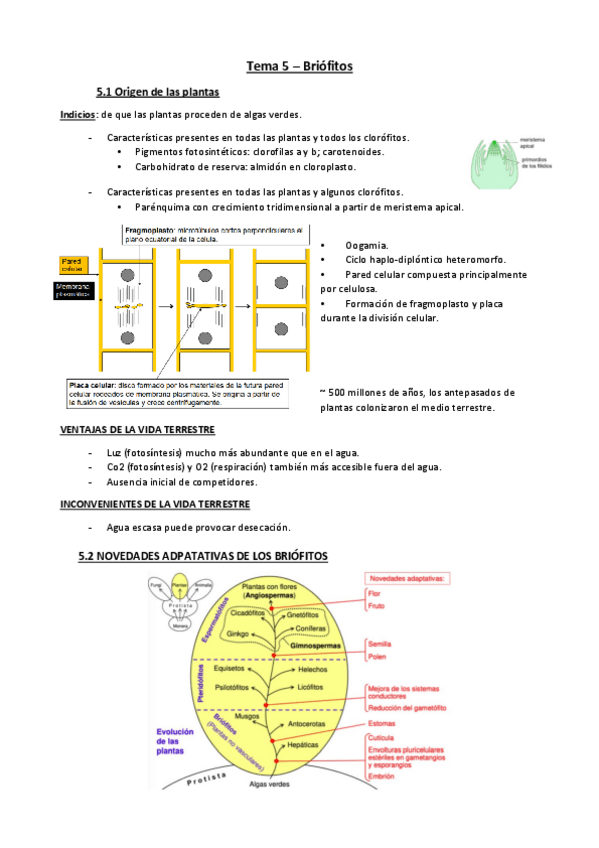 Miniatura del documento Tema-5-botanica.pdf
