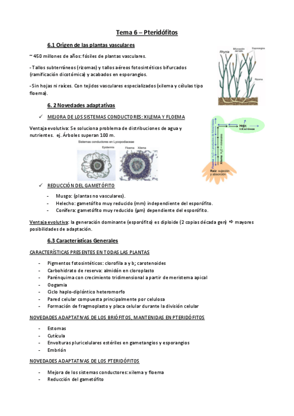 Miniatura del documento Tema-6-botanica.pdf