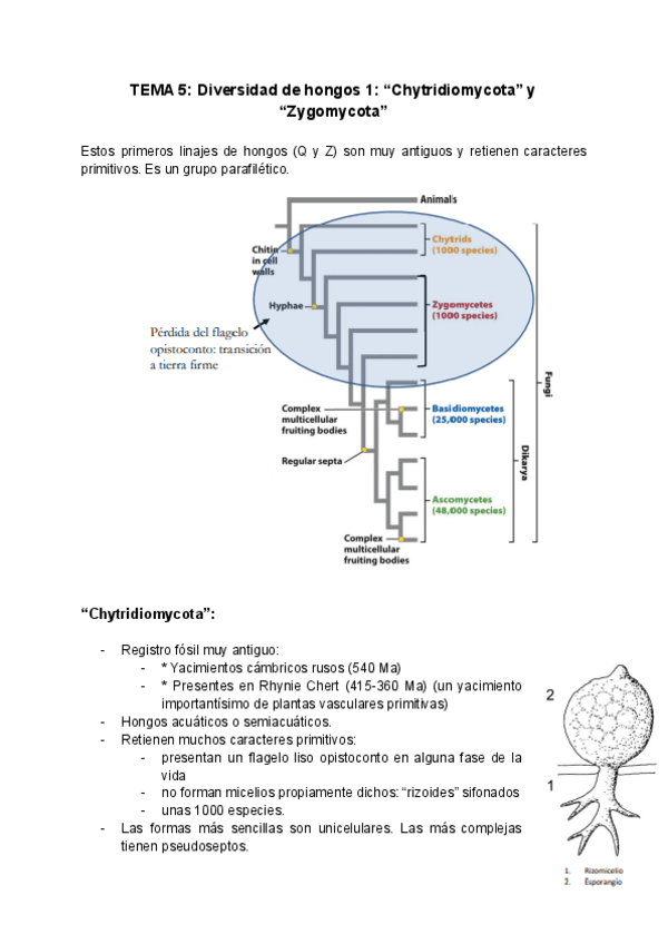 Miniatura del documento TEMA-5-CHYTRIDIOMYCOTA-Y-ZYGOMYCOTA.pdf