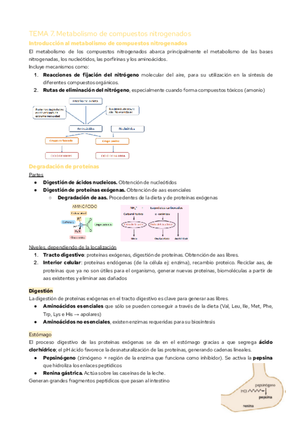 Miniatura del documento TEMA-7.-Metabolismo-de-compuestos-nitrogenados.pdf