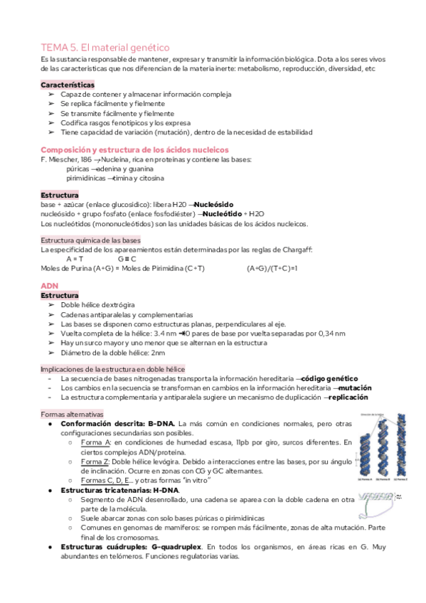 Miniatura del documento TEMA-5.-El-material-genetico-1.pdf
