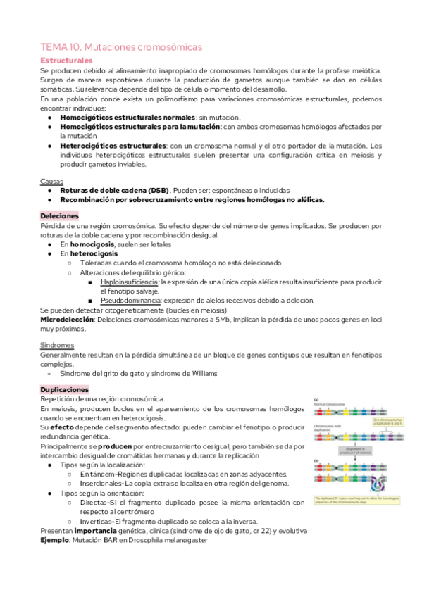 Miniatura del documento TEMA-10.-Mutaciones-cromosomicas.pdf