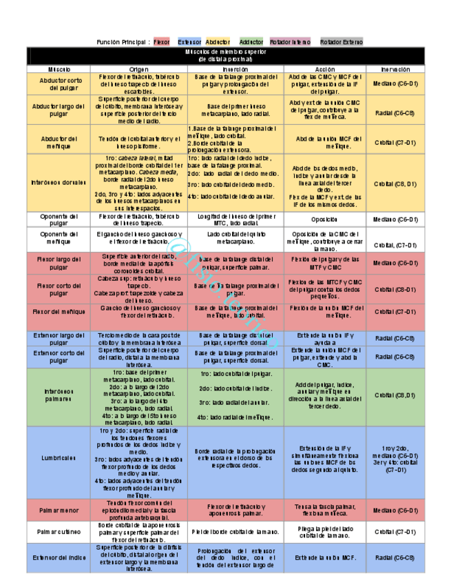 Miniatura del documento Todos-los-Musculos-Fisio-Teorico.pdf