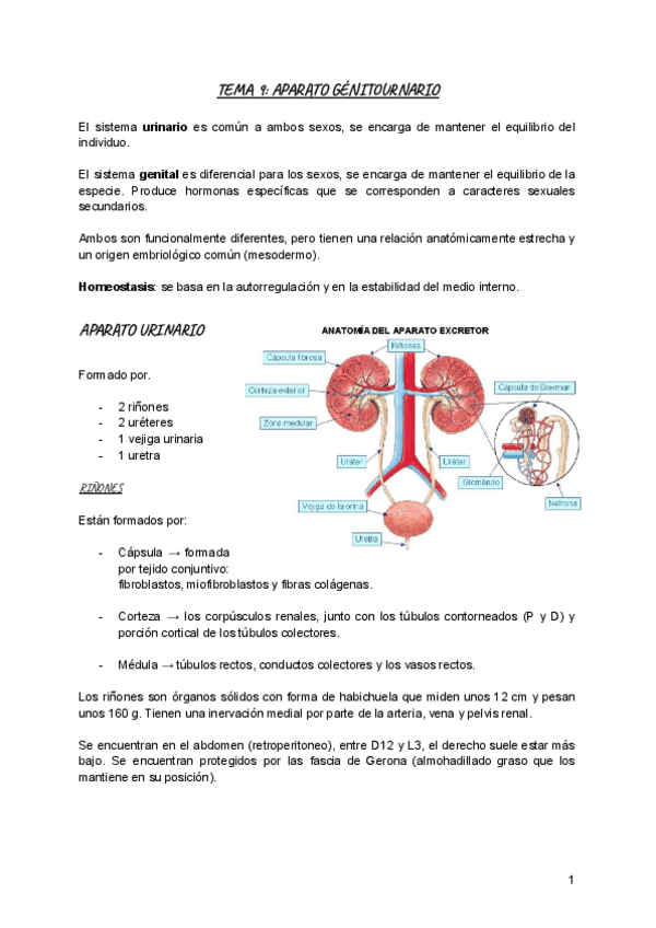Miniatura del documento Tema-9-aparato-genitourinario.pdf