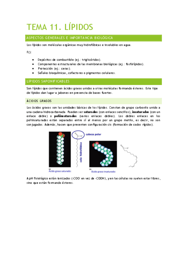 Miniatura del documento Tema-11.-Lipidos.pdf