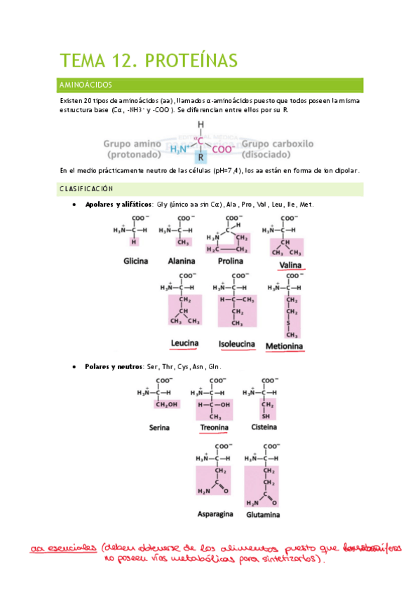 Miniatura del documento Tema-12.-Proteinas.pdf