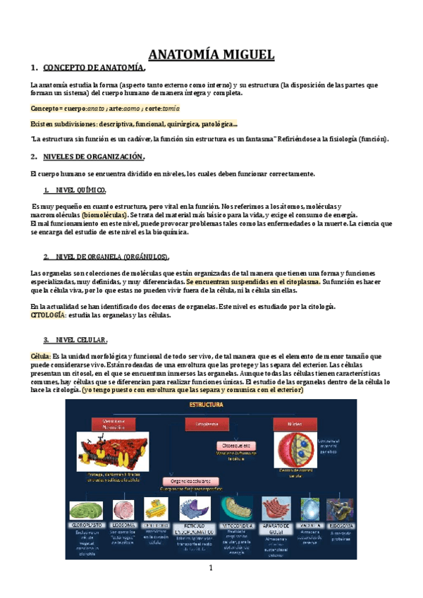 Miniatura del documento ANATOMIA-MIGUEL-COMPLETO.pdf