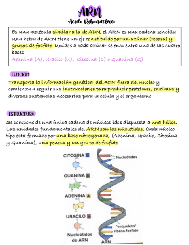 Miniatura del documento ARN.pdf