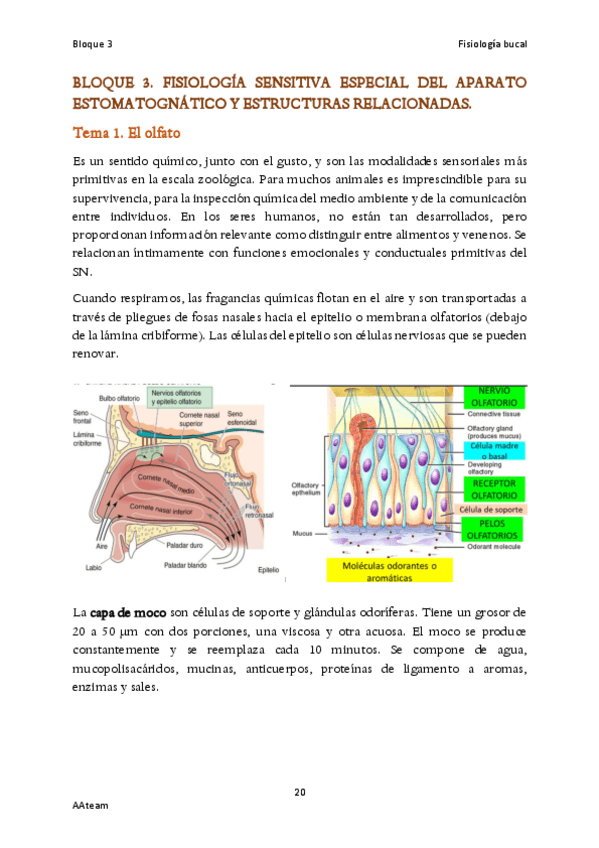 Miniatura del documento Bloque-3-Fisiologia-sensitiva-especial-del-aparato-estomatognatico.pdf