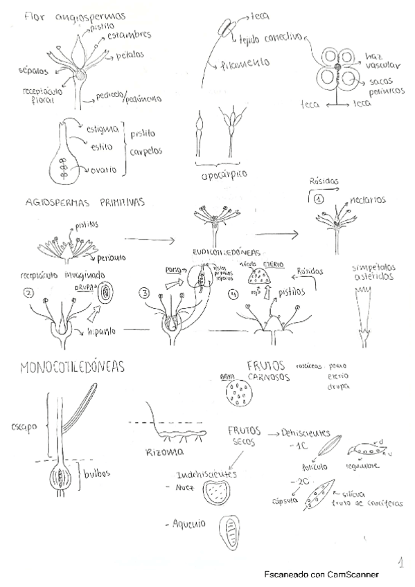 Miniatura del documento Dibujos-Botanica.pdf