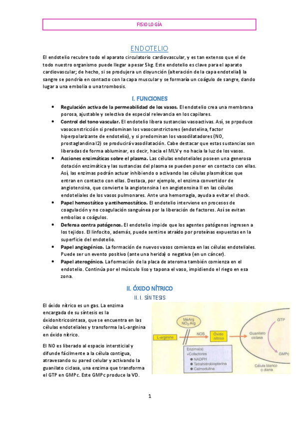 Miniatura del documento ENDOTELIO.pdf
