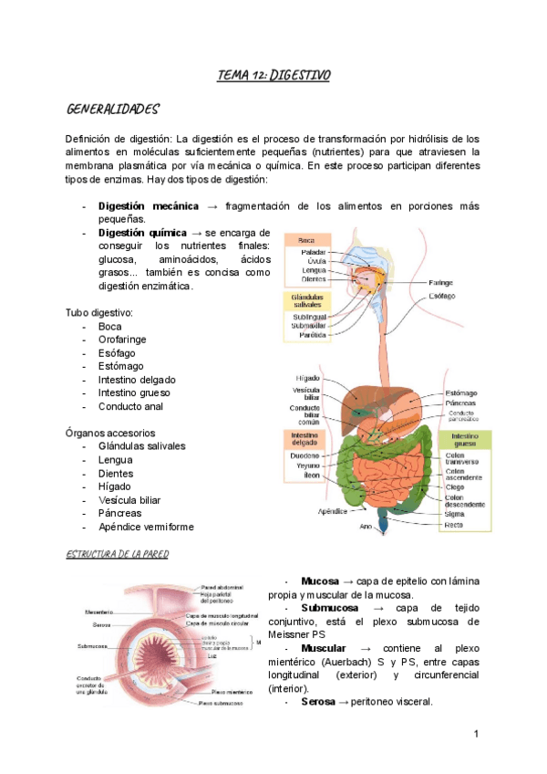 Miniatura del documento Tema-12-digestivo.pdf