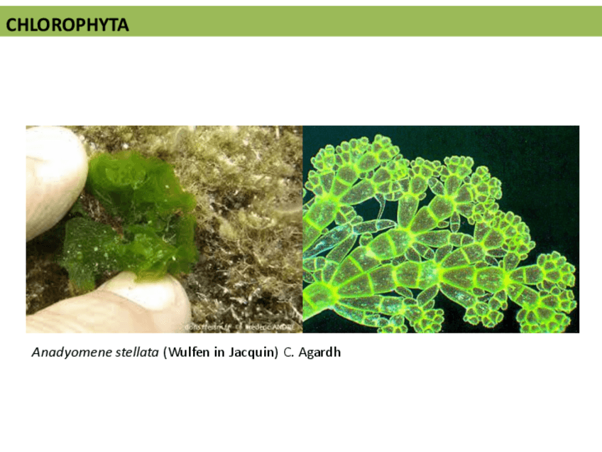 Miniatura del documento Herbariodigital-20222023Algas-2.pdf