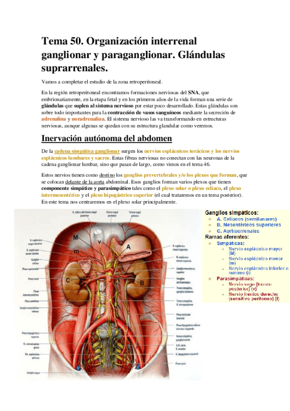 Miniatura del documento Tema 50. Organización interrenal ganglionar y paraganglionar. Glándulas suprarrenales..pdf