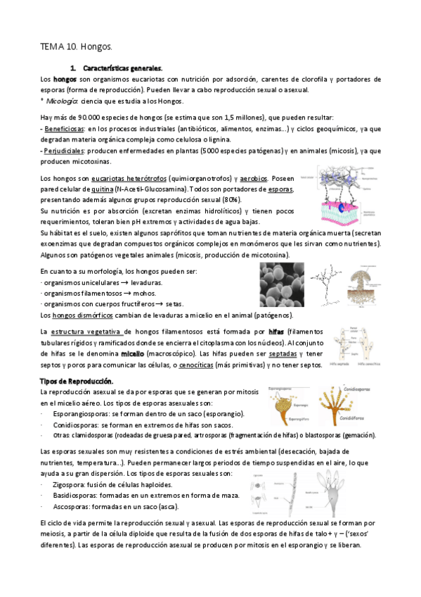 Miniatura del documento TEMA-10.-Hongos.pdf