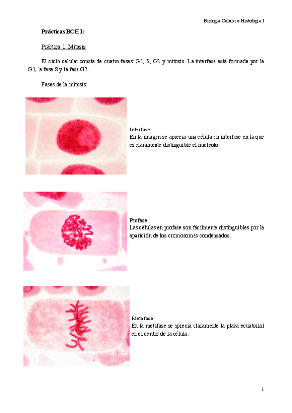Miniatura del documento Prácticas BCH.pdf