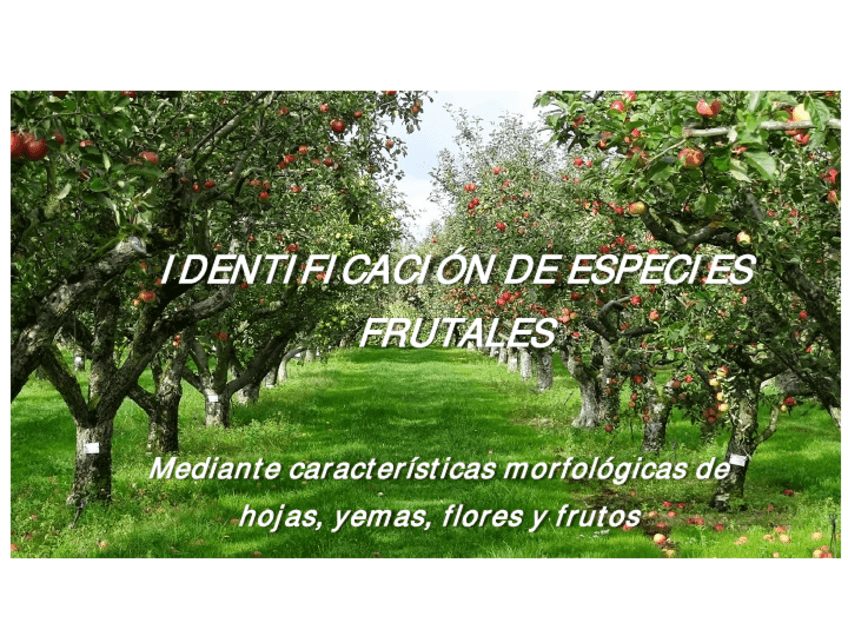 Miniatura del documento Practica-de-Identificacion-especies-frutales.pdf
