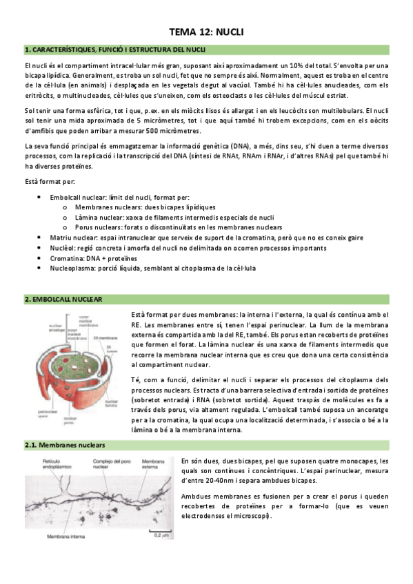 Miniatura del documento Tema-12-El-nucli.pdf