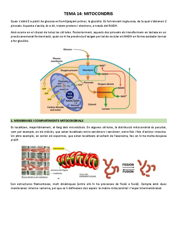 Miniatura del documento Tema-14-Mitocondris.pdf