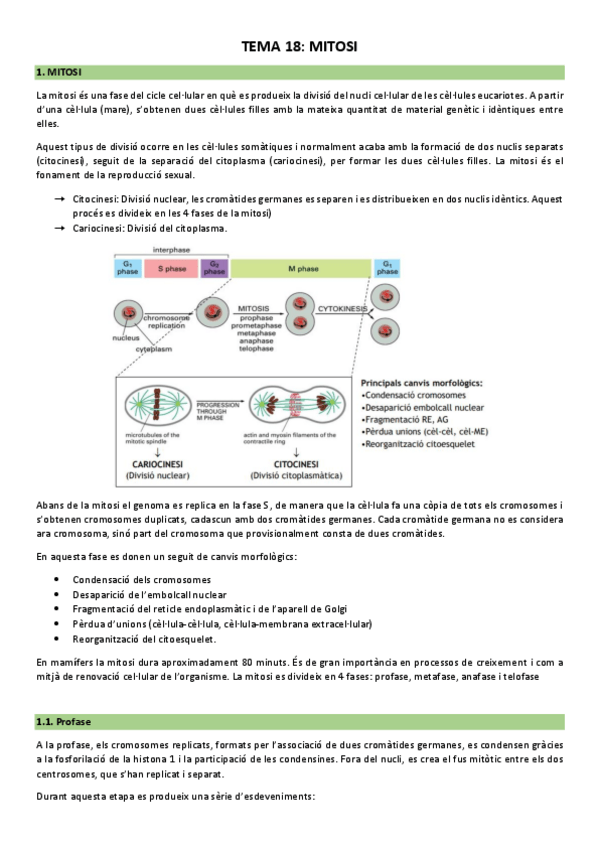Miniatura del documento Tema-18-Mitosi.pdf