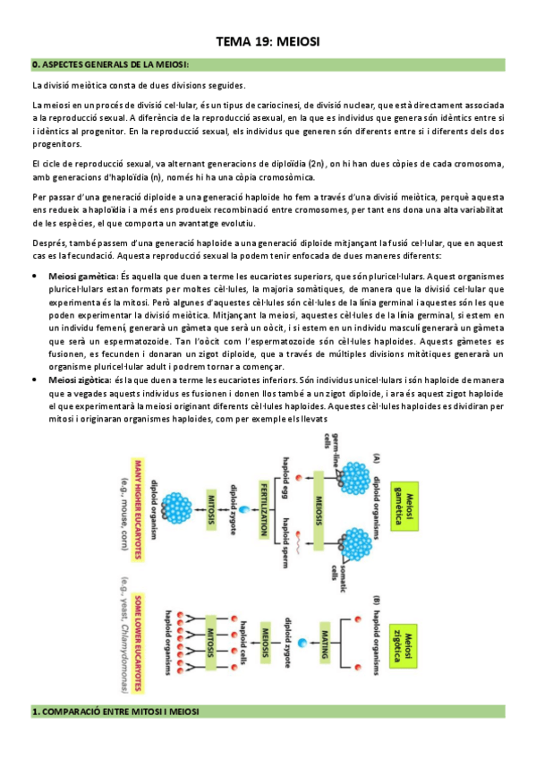 Miniatura del documento Tema-19-Meiosi.pdf