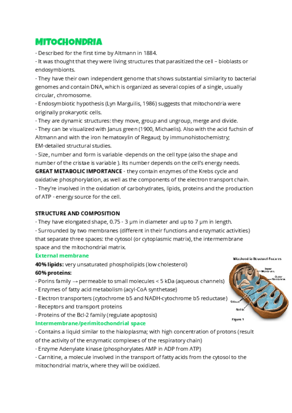 Miniatura del documento Mitochondria.pdf