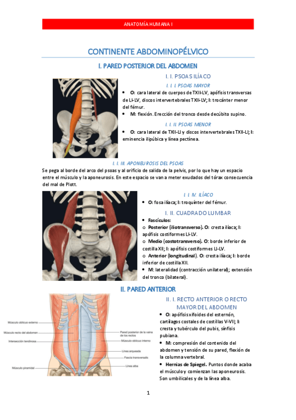 Miniatura del documento CONTINENTE-ABDOMINOPELVICO.pdf