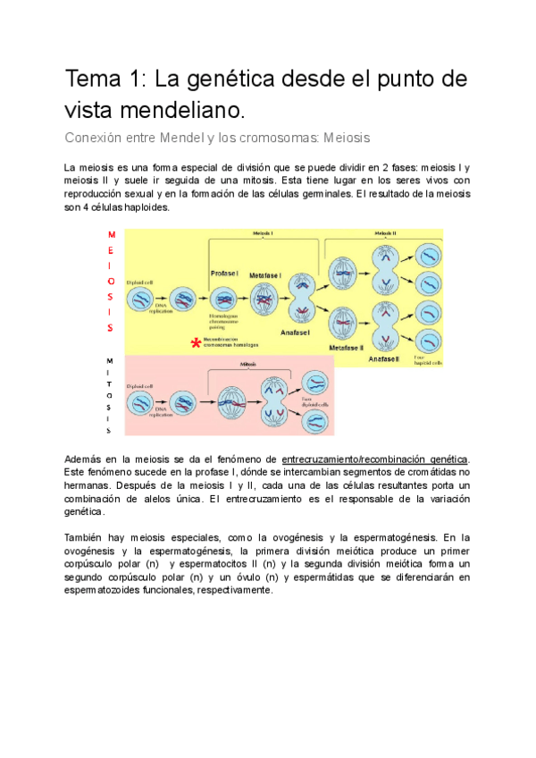 Miniatura del documento Teoria-genetica.pdf