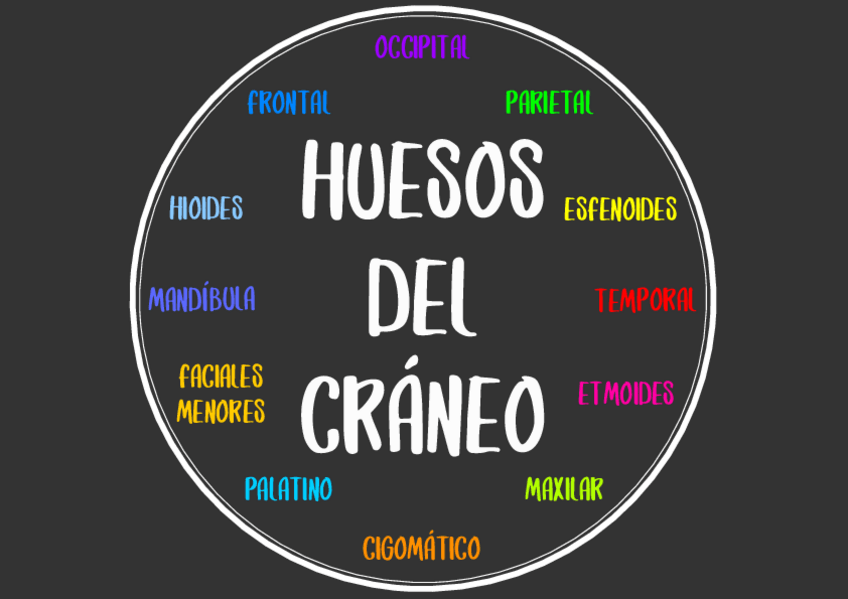 Miniatura del documento Huesos-del-Craneo.pdf