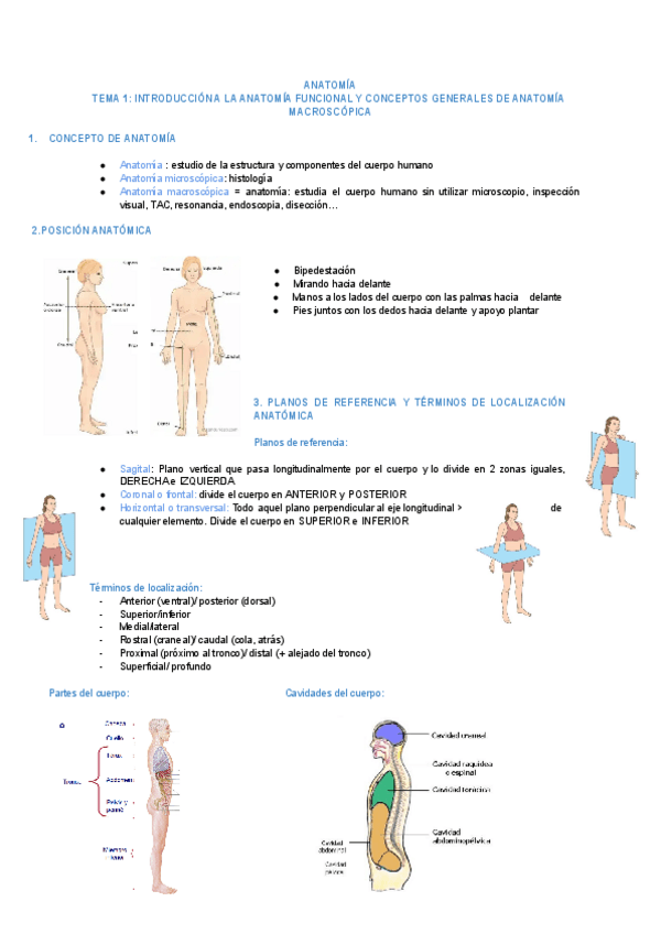 Miniatura del documento Anatomia-tema-1-1.pdf