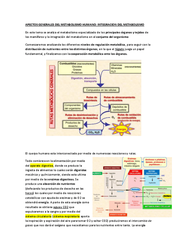 Miniatura del documento TEMA-6-metabolismo-general.pdf