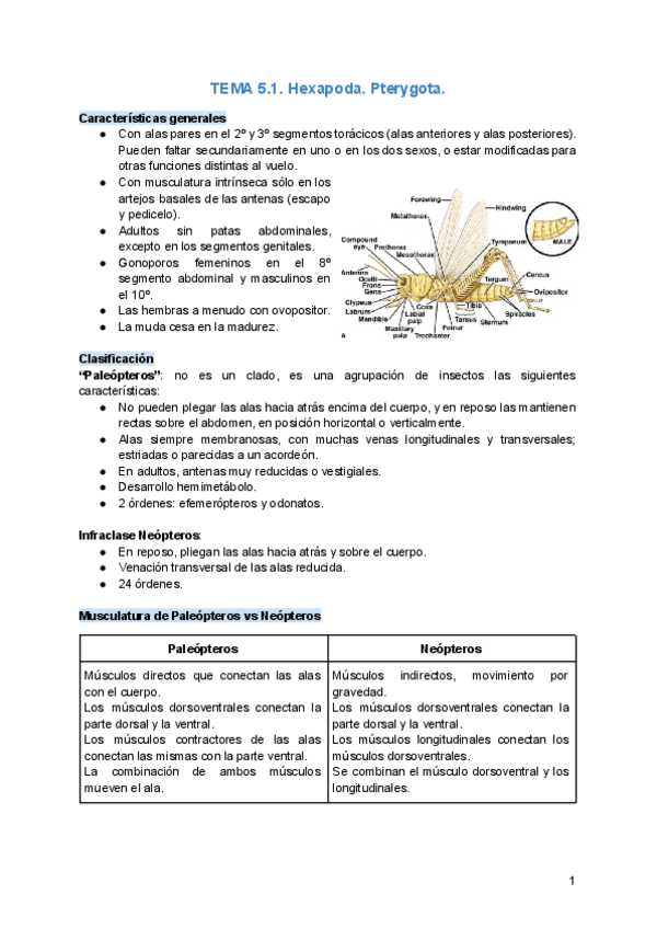 Miniatura del documento TEMA-5.1.-Hexapoda.-Pterygota.pdf