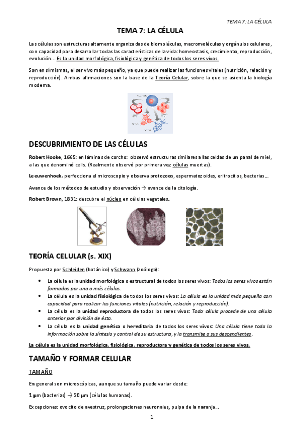 Miniatura del documento TEMA-7.-LA-CELULA.-NUCLEO.pdf