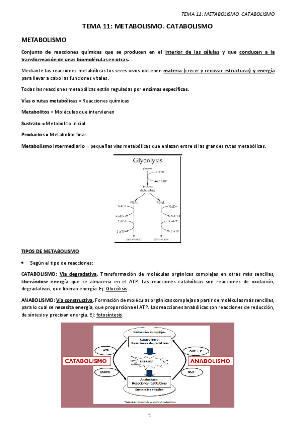 Miniatura del documento TEMA-11.-METABOLISMO-CATABOLISMO.pdf