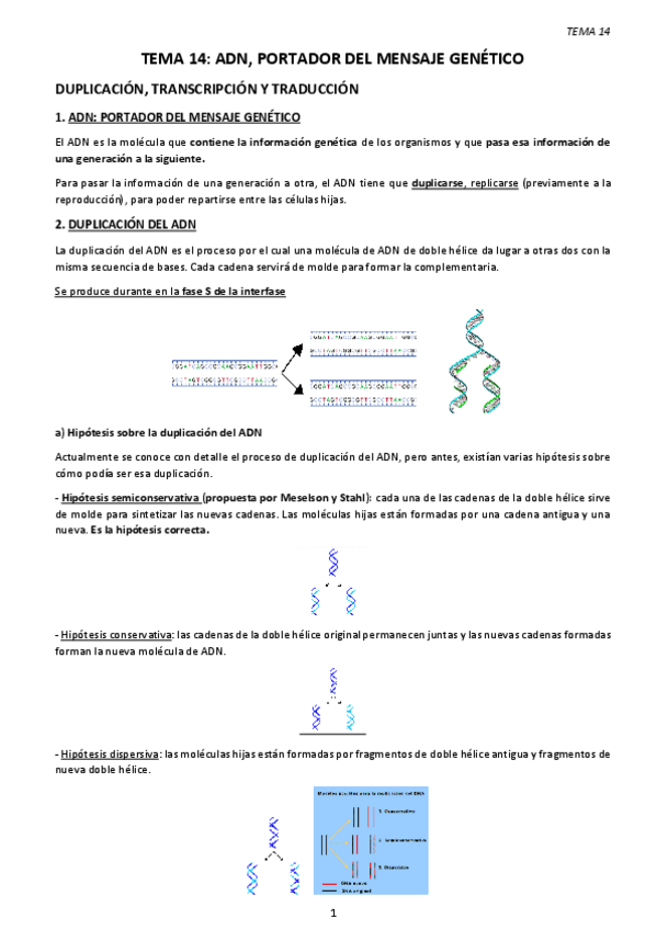 Miniatura del documento TEMA-14.-ADN-PORTADOR-DEL-MENSAJE-GENETICO.pdf