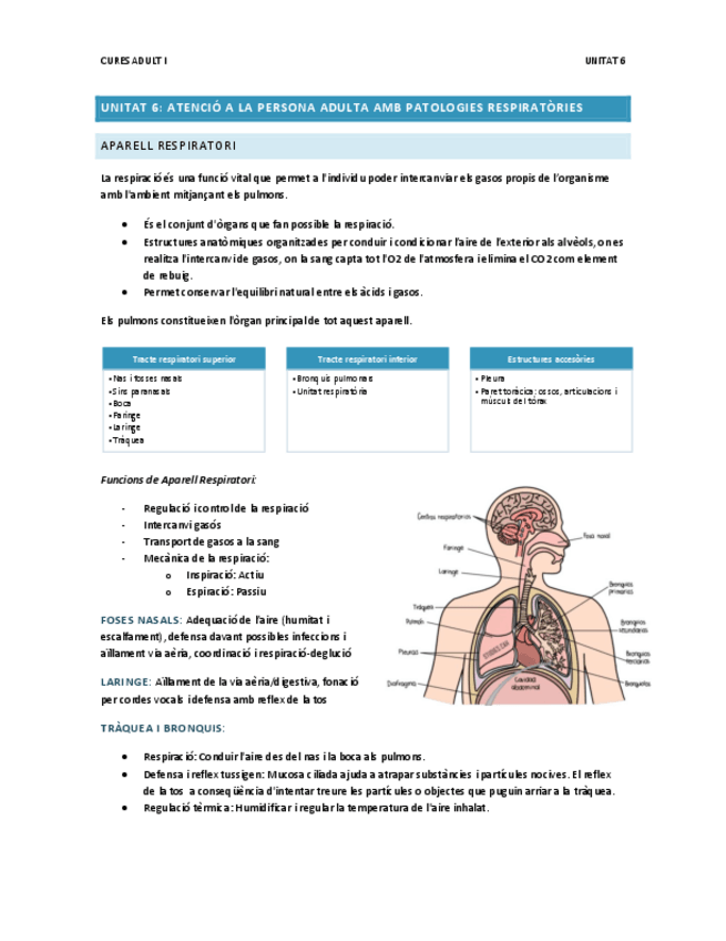 Miniatura del documento Unitat-6.-Aparell-Respiratori.pdf