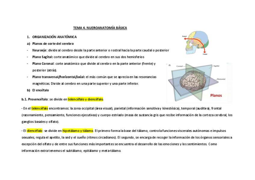 Miniatura del documento Tema-4.-Neuroanatomia-basica.pdf