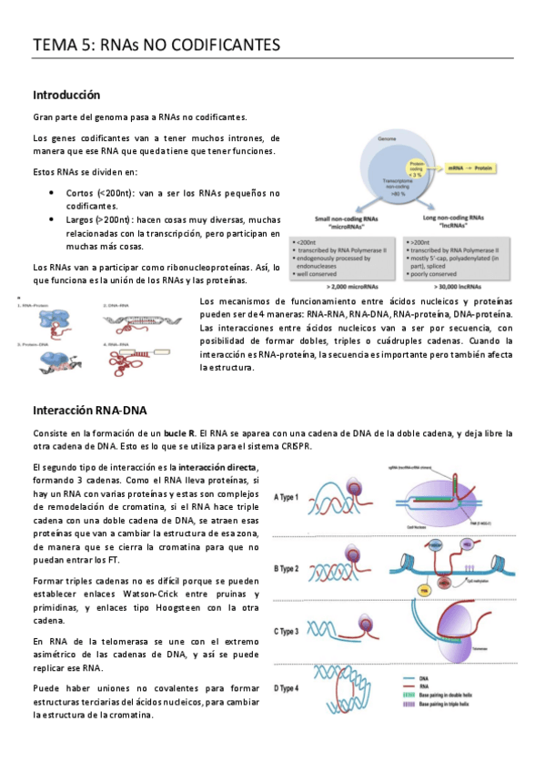 Miniatura del documento 5.-RNAs-NO-CODIFICANTES.pdf