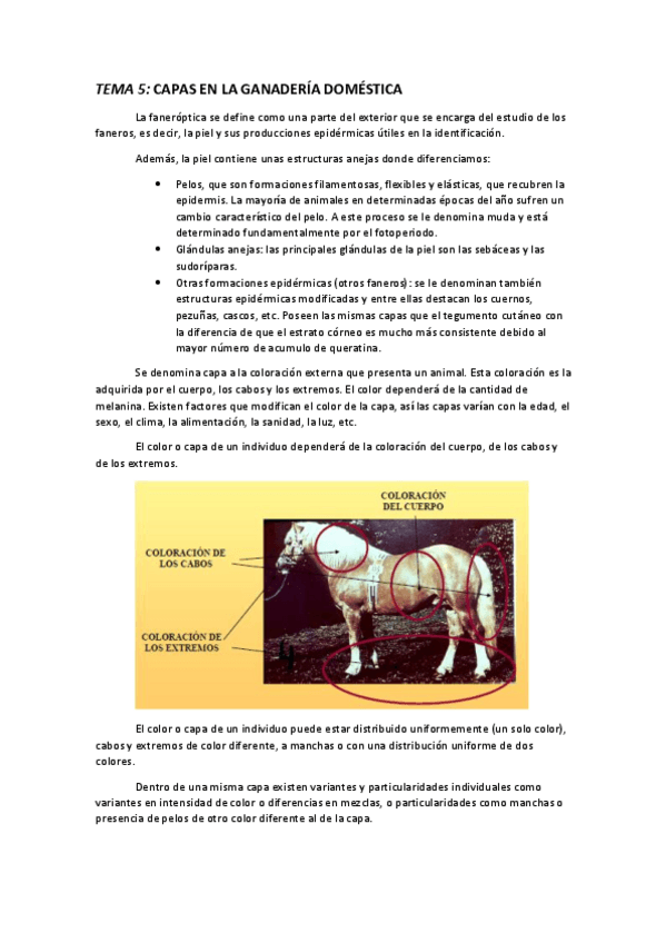 Miniatura del documento TEMA 5 CAPAS DE LOS ANIMALES DOMÉSTICOS.pdf
