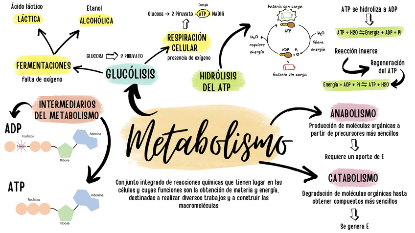 Miniatura del documento MAPA-MENTAL-METABOLISMO-PDF.pdf