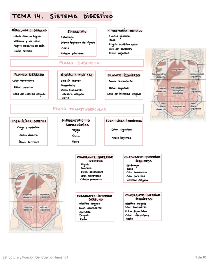 Miniatura del documento SISTEMA-DIGESTIVO.pdf