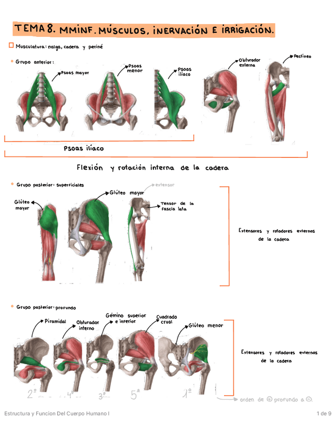 Miniatura del documento MIEMBRO-INFERIOR-MUSCULATURA-INERVACION-E-IRRIGACION.pdf