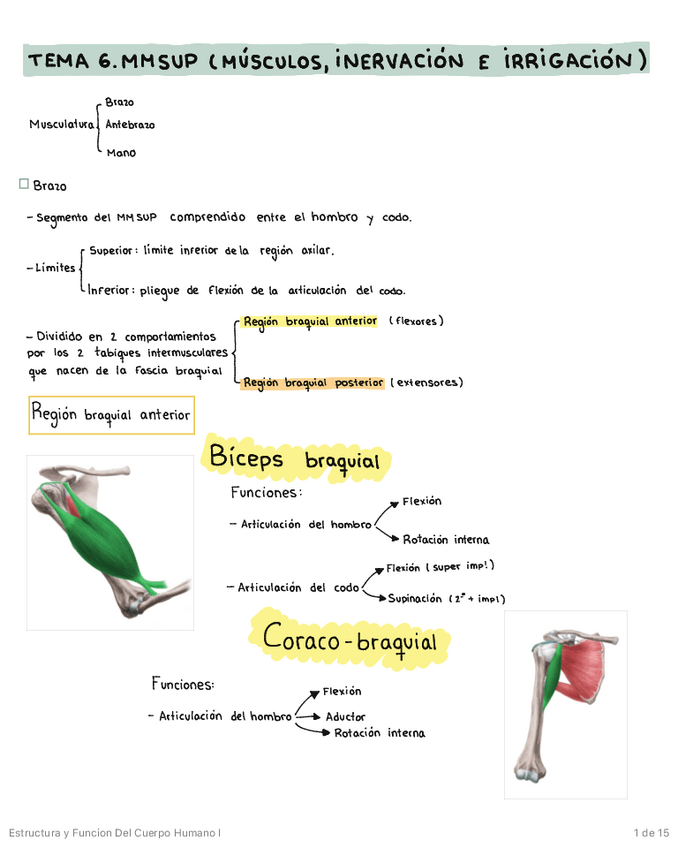 Miniatura del documento MIEMBRO-SUPERIOR-MUSCULATURA-INERVACION-E-IRRIGACION.pdf