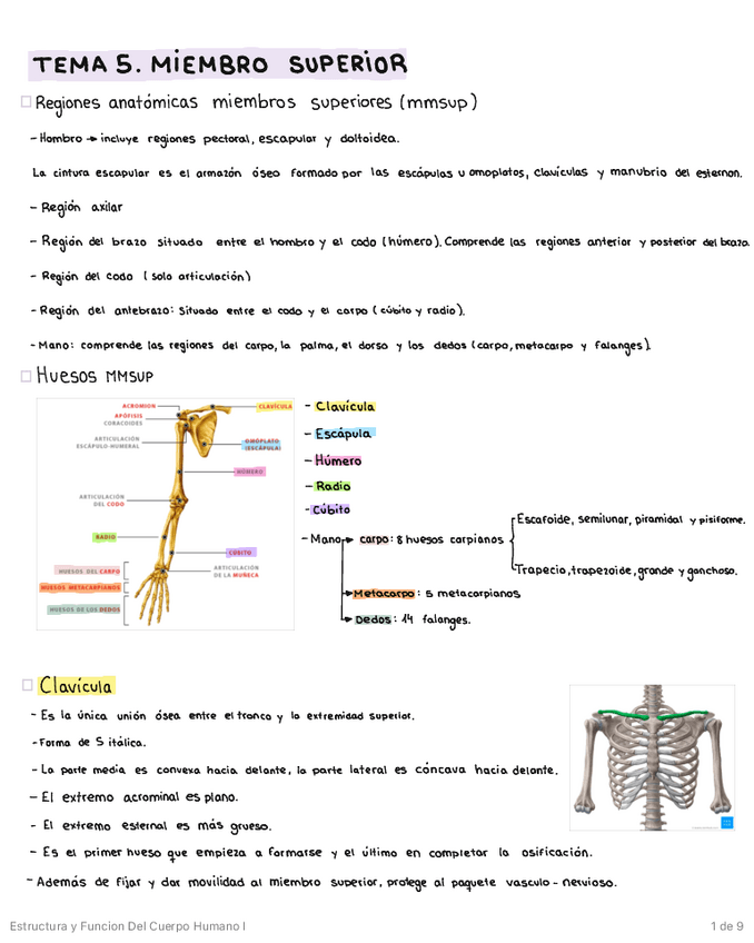 Miniatura del documento MIEMBRO-SUPERIOR.pdf