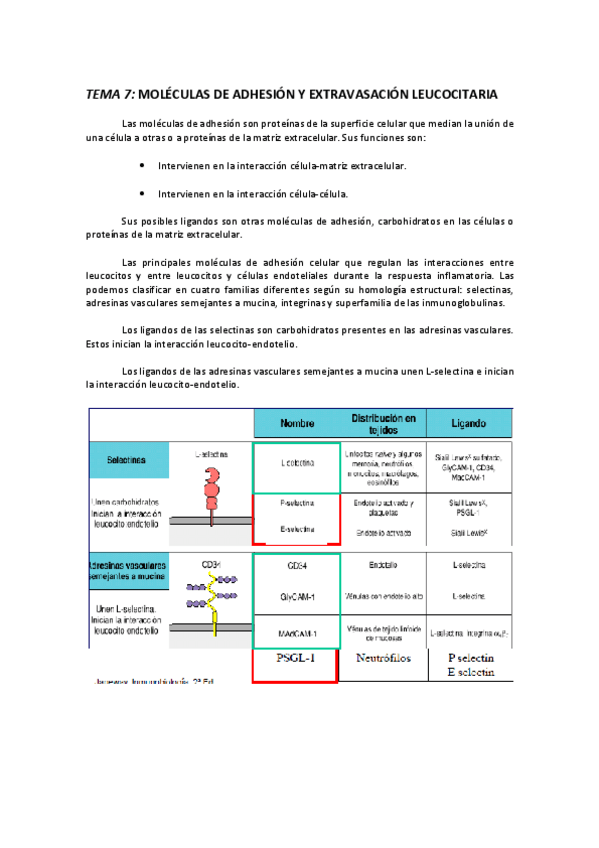 Miniatura del documento TEMA 7 MOLÉCULAS DE ADHESIÓN Y EXTRAVASACIÓN LEUCOCITARIA .pdf