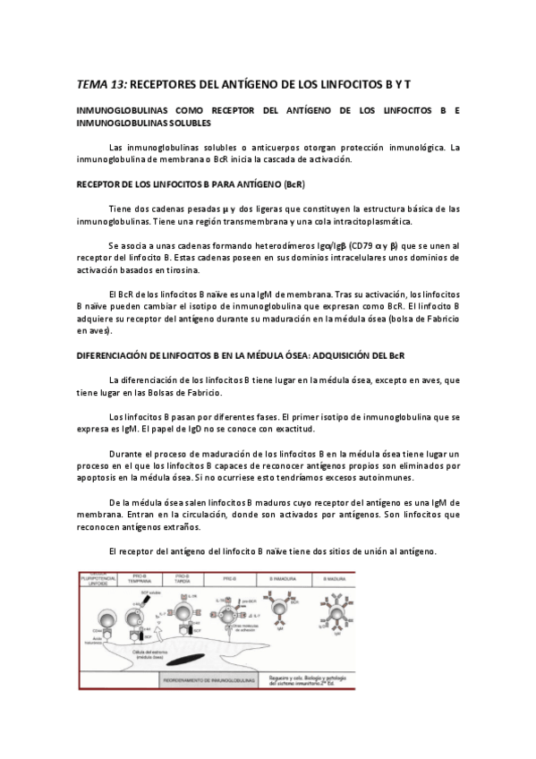 Miniatura del documento TEMA 13 RECEPTORES DEL ANTÍGENO DE LOS LINFOCITOS B Y T.pdf