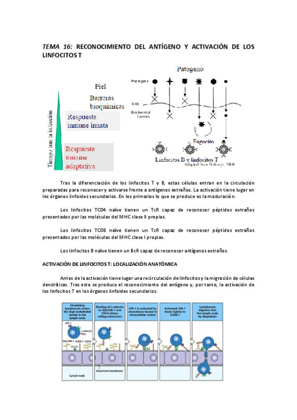 Miniatura del documento TEMA 16 RECONOCIMIENTO DEL ANTÍGENO Y ACTIVACIÓN DE LOS LINFOCITOS T.pdf