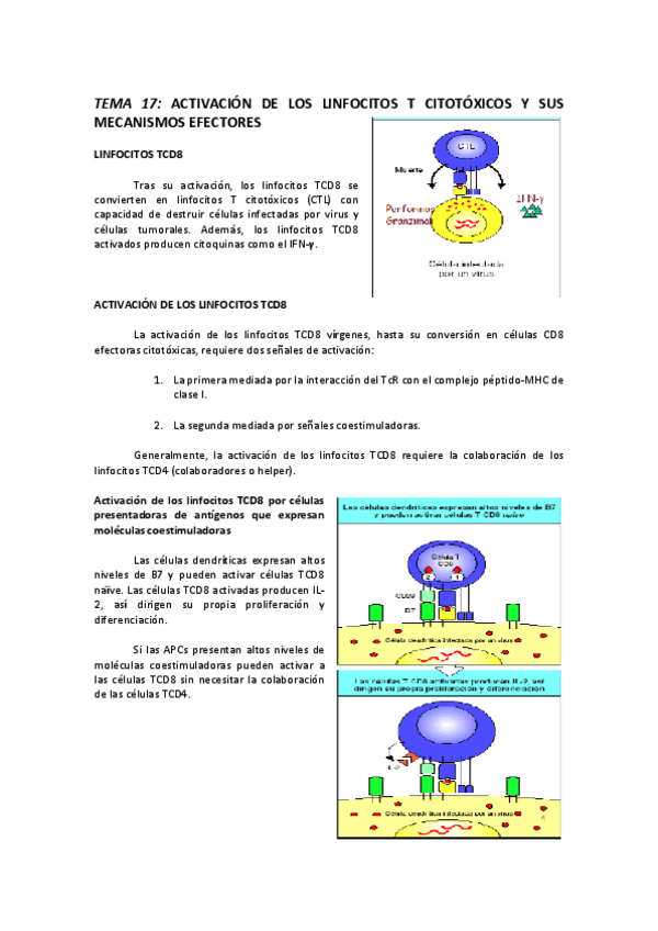Miniatura del documento TEMA 17 ACTIVACIÓN DE LOS LINFOCITOS T CITOTÓXICOS Y SUS MECANISMOS EFECTORES.pdf